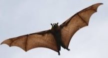 Bat Name in Sanskrit