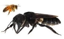 Black Bee Name in Sanskrit