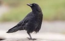 Crow Name in Sanskrit