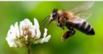 Honey Bee Name in Sanskrit