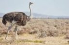 Ostrich in Sanskrit