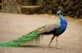Peacock Name in Sanskrit
