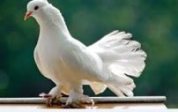 Pigeon Name in Sanskrit