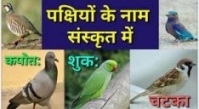 List of Birds Name in Sanskrit 