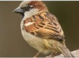 Sparrow Name in Sanskrit