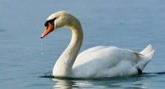 Swan in Sanskrit