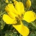 Tanners Cassia flower