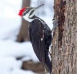 Woodpecker in Sanskrit