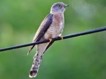 common hawk cuckoo in sanskrit