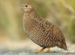 quail bird in sanskrit