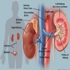 Kidney