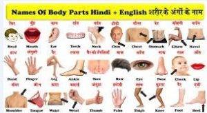 Body Parts Name in English to Hindi