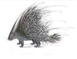 Crested-Porcupine