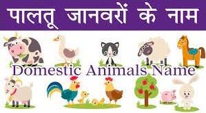 पालतू जानवरों के नाम, Pet Animals Name in Hindi and English