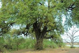 Ebony Tree