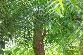 Margosa Tree