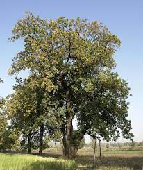 Mohwa tree
