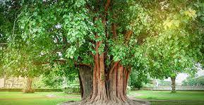 Peepul tree
