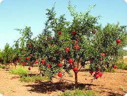 Pomegranate Tree 