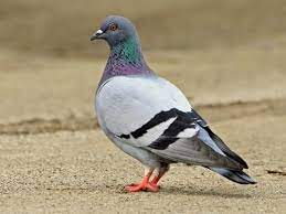 About Pigeon in Hindi