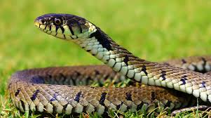 Amazing facts About Snakes in Hindi
