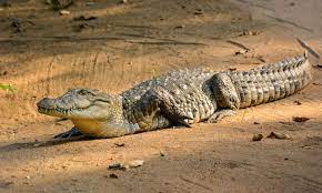 Crocodile Facts In Hindi