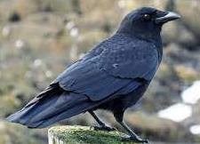 Crow Bird Information in Hindi