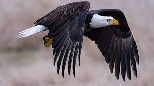 Eagle Facts in Hindi