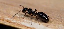 Facts About Ant in Hindi