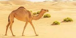 Facts About Camel in Hindi