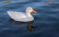 Facts About Duck in Hindi