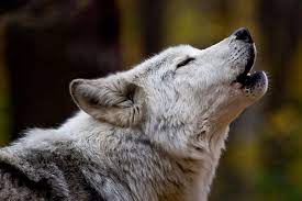 Facts About Wolf in Hindi