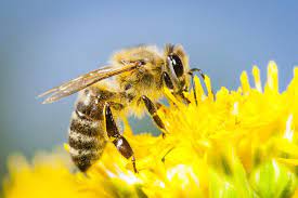 Facts about Honey Bee in Hindi