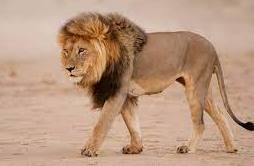 Facts on Lion in Hindi