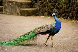 Interesting Facts About Peacock in Hindi