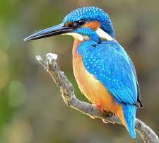 Kingfisher Bird Facts in Hindi