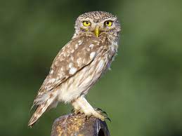 Owl Information in Hindi