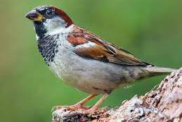 Sparrow Information in Hindi