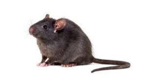 Strange Facts About Rat in Hindi