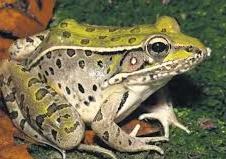 Strange Facts about Frog in Hindi